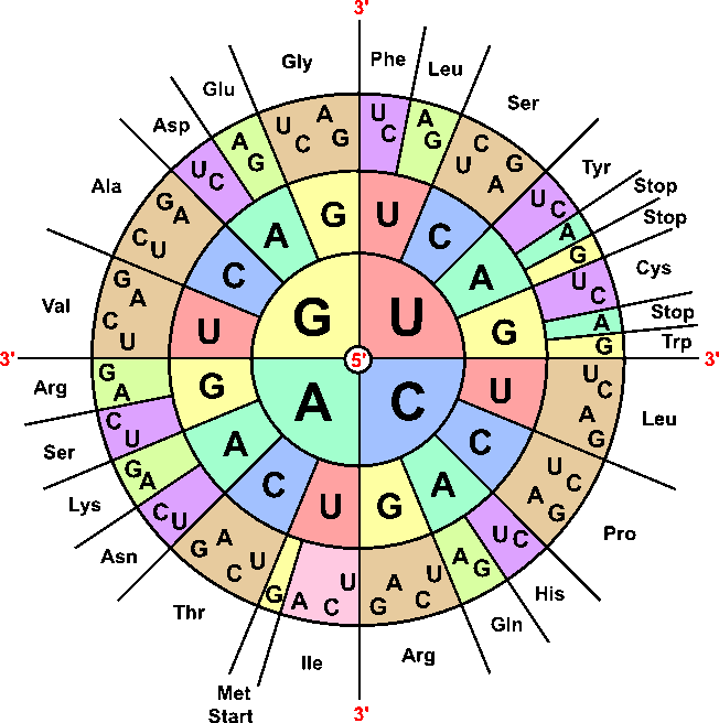 amino acid sequence chart mrna amino acid sequence chart mrna