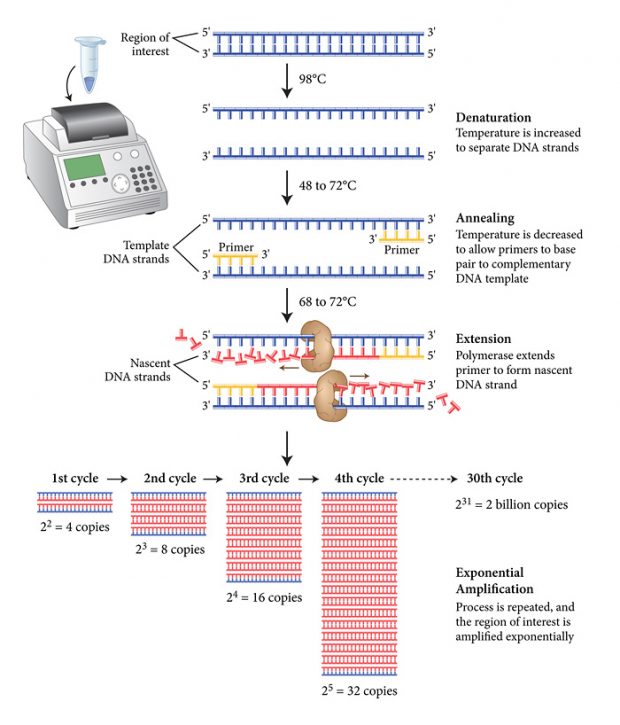 pcr