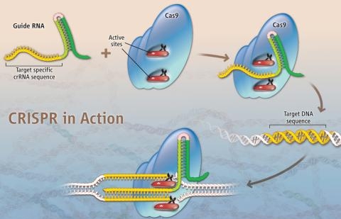 crispr