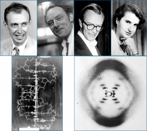 Cientistas e suas descobertas. Superior da esquerda para direita: James Watson, Francis Crick, Maurice Wilkens e Rosalind Franklin. Inferior: Estrutura do DNA em formato de dupla hélice; Método de difração dos raios-x, que demonstrou a estrutura helicoidal da molécula de DNA.