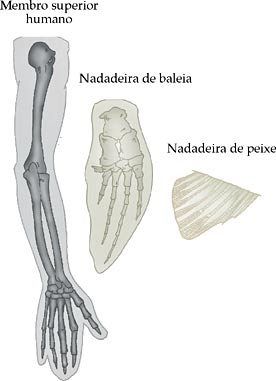 Nadadeiras de baleias e peixes são significativamente diferentes