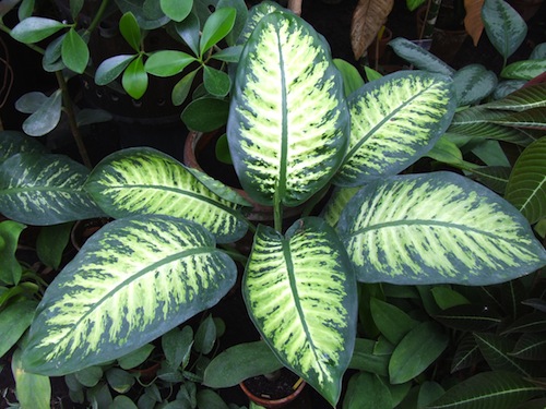 Dieffenbachia_bauseii_blog.jpg