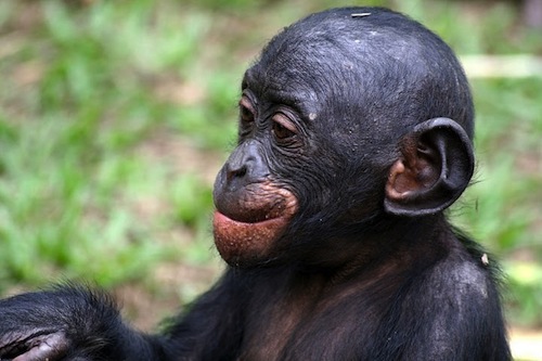 bonobo_Congo_2007_28-08-2007_13-28-37.jpg