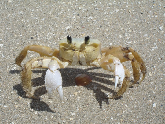 crab_1168557_91334265.jpg