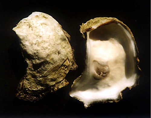 crassostrea.rhizophorae.jpg