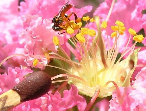 macro.abelha.flor.jpg