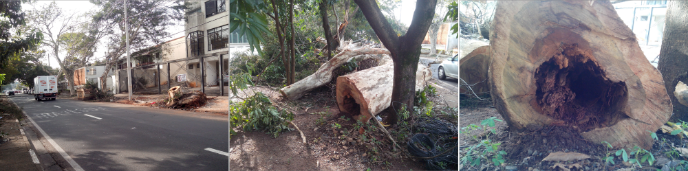 Arvóre que caiu durante a tempestade em Campinas (5/6/2016), próximo à Lagoa do Taquaral. A árvore caiu em avenida de grande circulação durante os dias de semana.