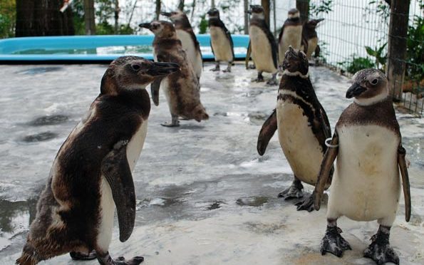 Em pleno verão, pinguins continuam chegando no Brasil