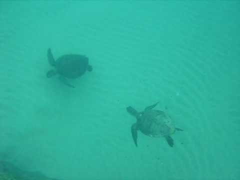 Três tartarugas marinhas nadando em Fernando de Noronha