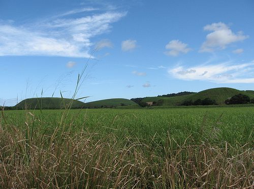 A cana-de-açúcar não abandonou Pernambuco