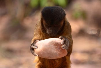 Documentários usam tecnologia para divulgar a natureza