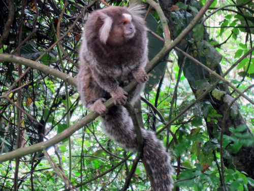 Macaco sagui em estado selvagem em são paulo brasil