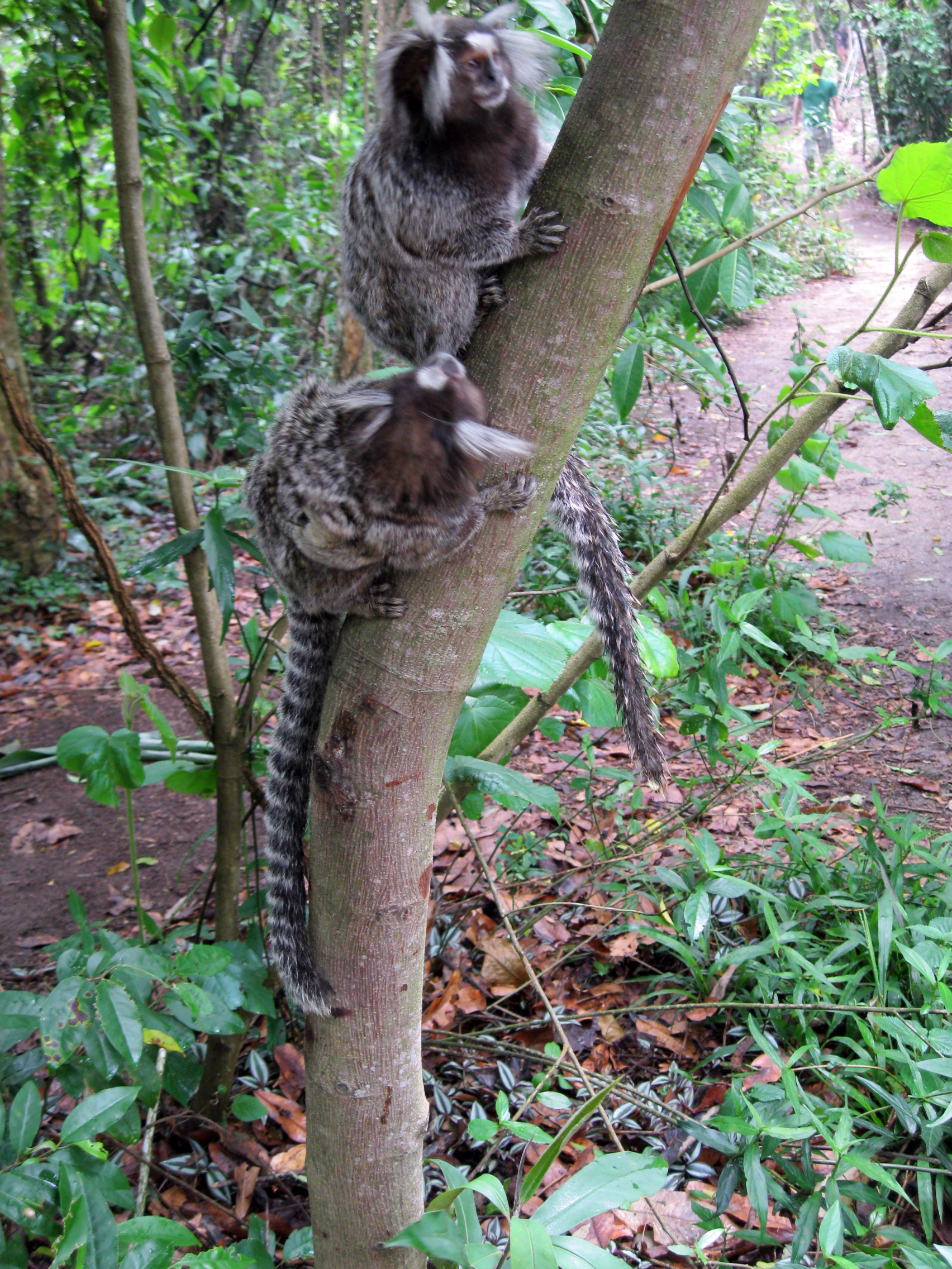 Macaco Sagui, Pão de Açúcar, Rio de Janeiro - Brazil