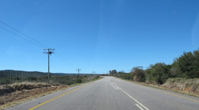 Zebras e girafas são vistas da estrada