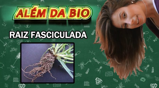 Cabeleira bem nutrida: milho, arroz e cana