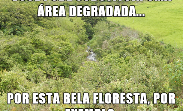 Participe de vaquinha para plantar uma floresta