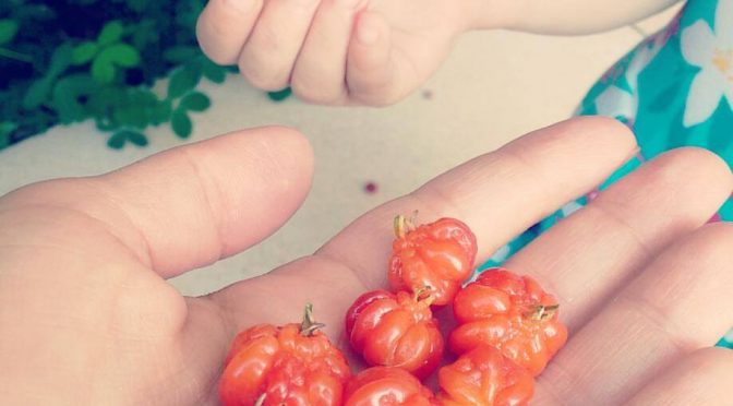 É possível abastecer todos os brasileiros com agricultura livre de veneno